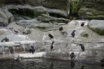 PICTURES/Oregon Coast Aquarium - Newport/t_Puffins & Murres.JPG